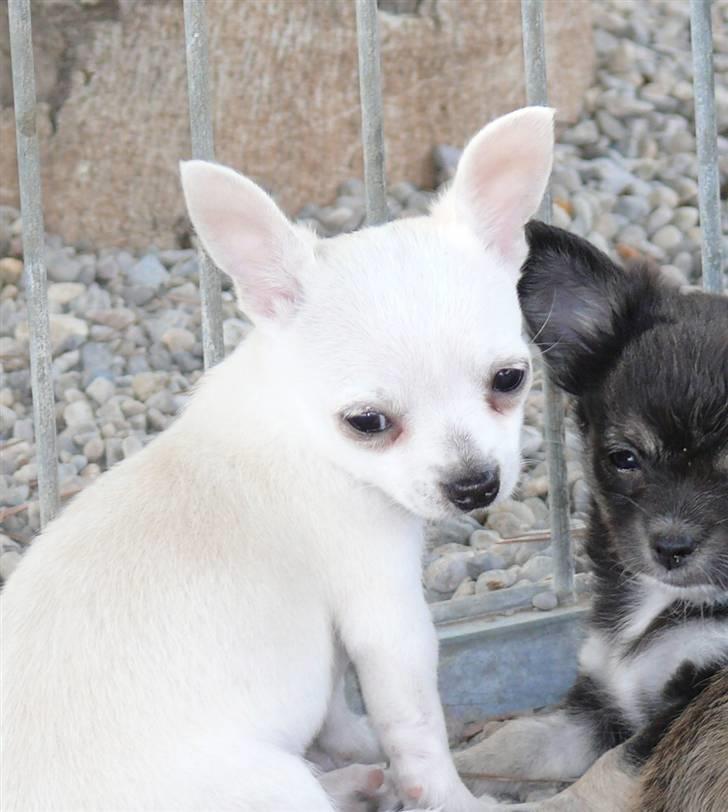 Chihuahua Dolly - Jeg sidder lige og snakker! billede 6