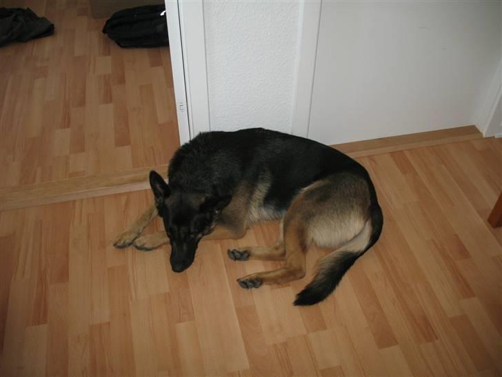 Schæferhund R.I.P MY BEST DOG EVER ;/ billede 1