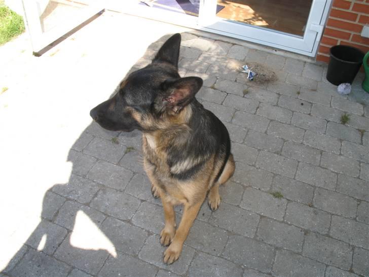 Schæferhund R.I.P MY BEST DOG EVER ;/ billede 2