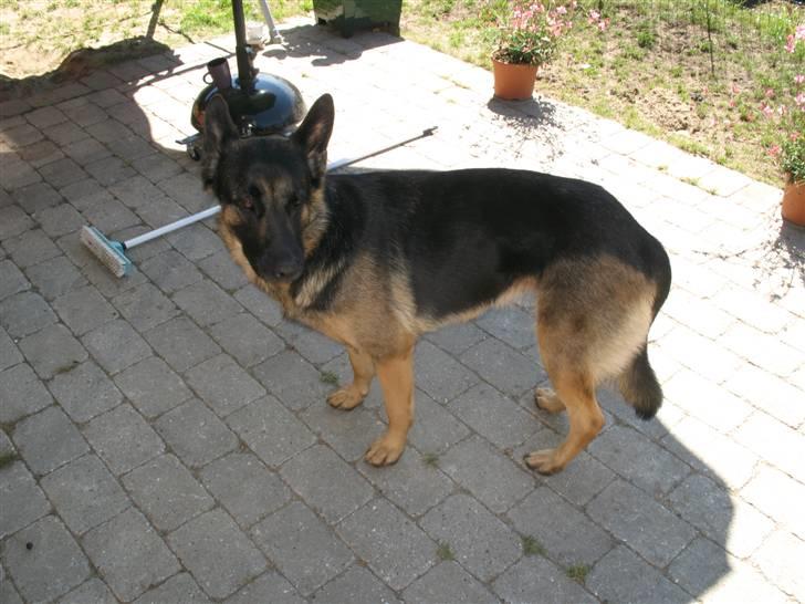 Schæferhund R.I.P MY BEST DOG EVER ;/ billede 3