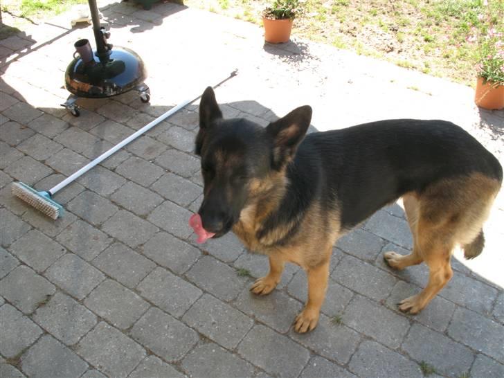 Schæferhund R.I.P MY BEST DOG EVER ;/ billede 4