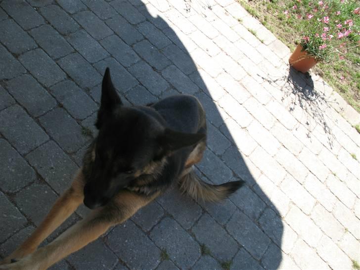 Schæferhund R.I.P MY BEST DOG EVER ;/ billede 5