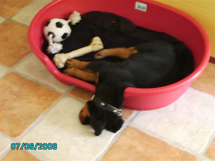 Rottweiler Xinka's Casko (R.I.P) billede 13