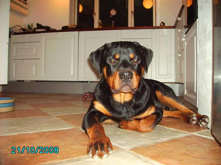Rottweiler Xinka's Casko (R.I.P) - I får dræberøjnene... billede 14