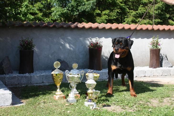 Rottweiler Xinka's Casko (R.I.P) - 15 mdr billede 15