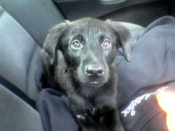 Blanding af racer Samson - Næsten lige fået ham. billede 15