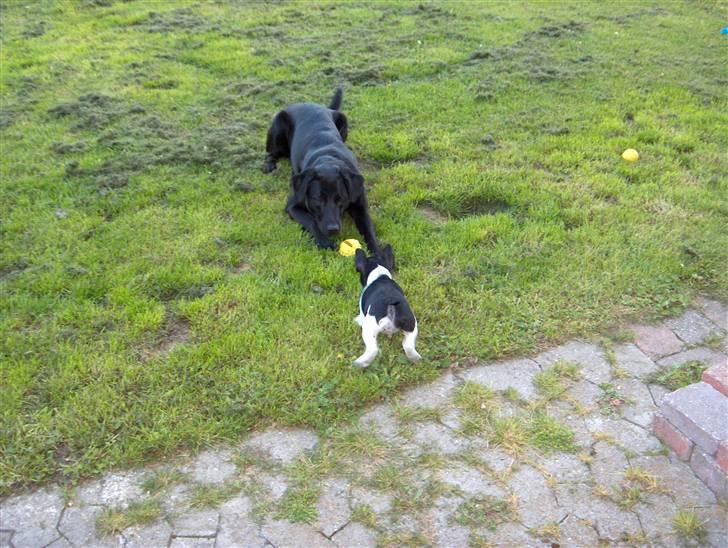 Blanding af racer Samson billede 16