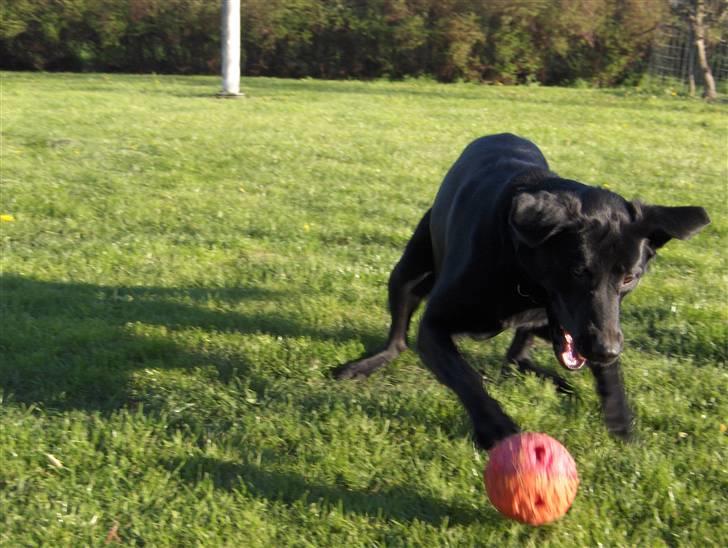 Blanding af racer Samson - Kom så her. billede 17