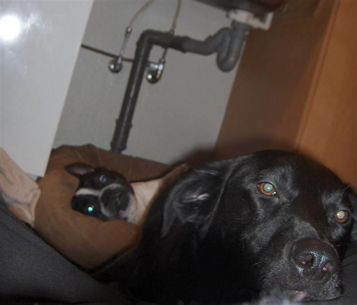 Blanding af racer Samson - Det er bare livet. billede 18