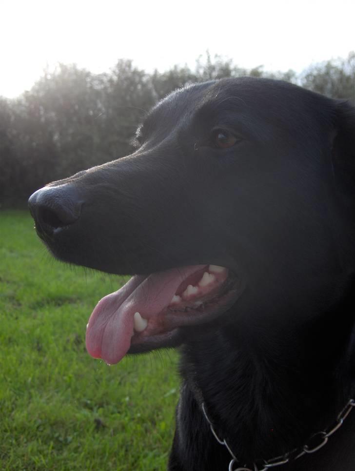 Blanding af racer Samson billede 19