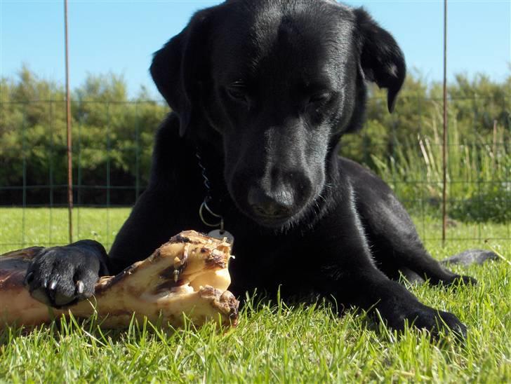 Blanding af racer Samson billede 20