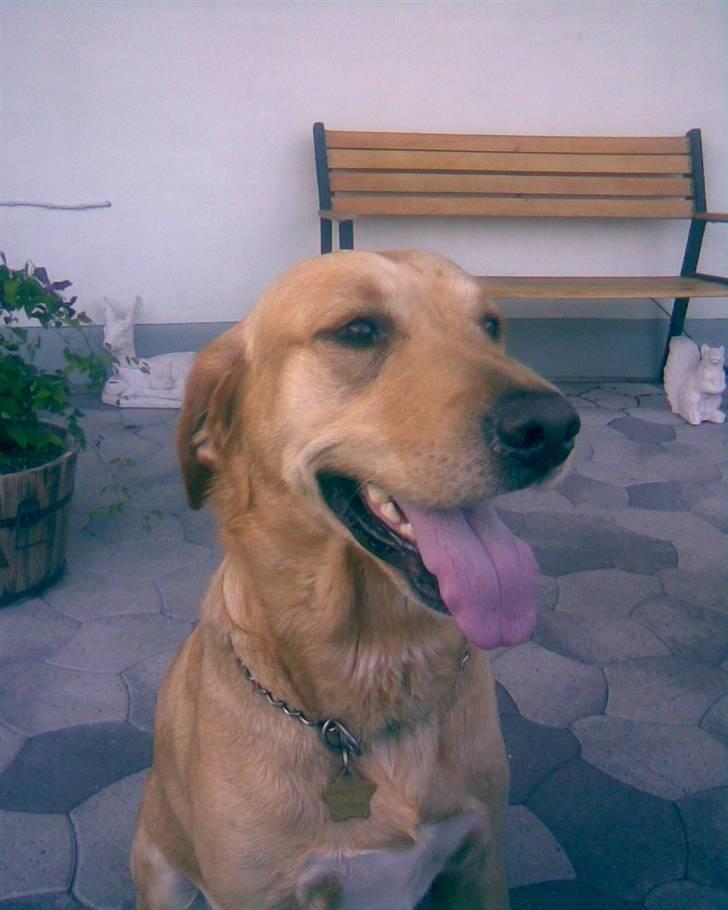 Labrador retriever FINDUS - Findus i haven billede 1