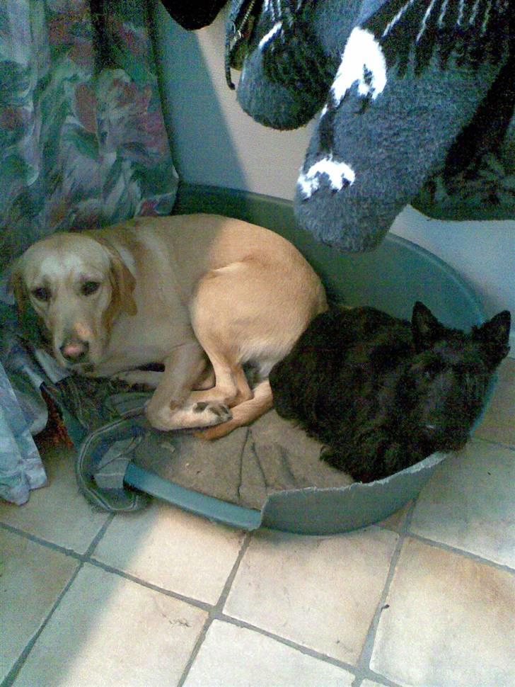 Labrador retriever FINDUS - det er ren hygge i kurven billede 2