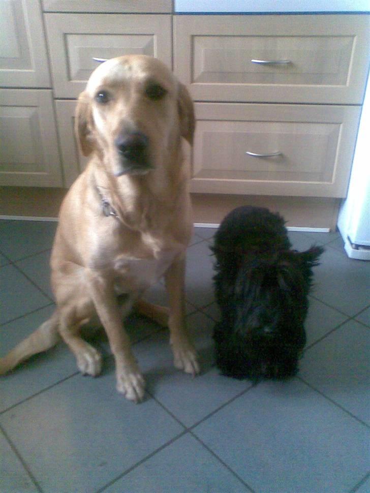 Labrador retriever FINDUS - Vi sider pænt for fotografen billede 3