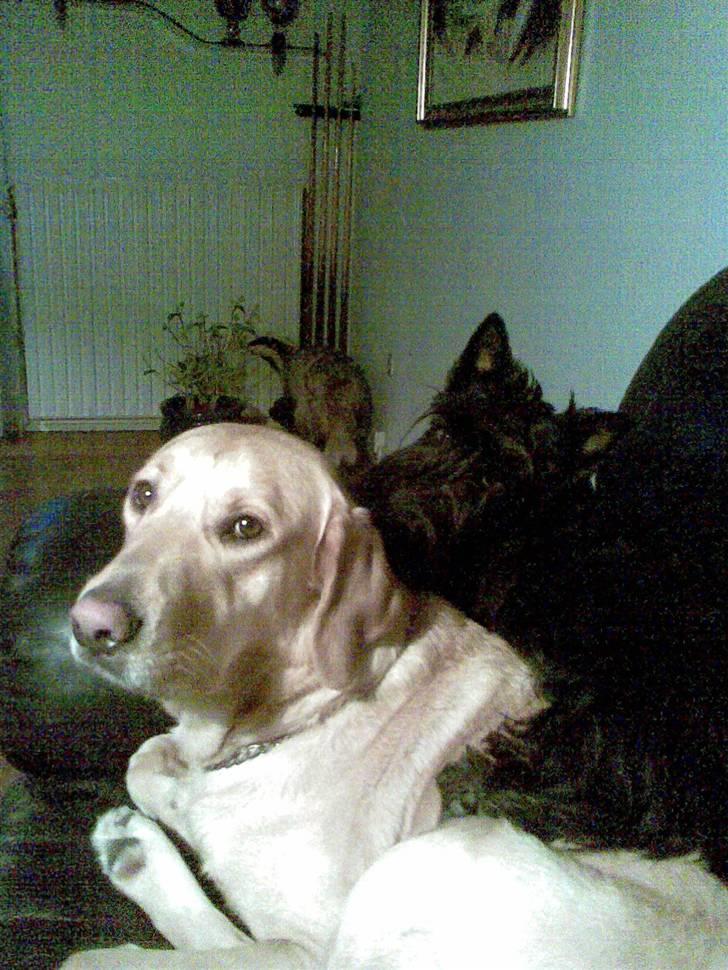 Labrador retriever FINDUS - Findus har ikke noget imod at kimi ligger på ham billede 4