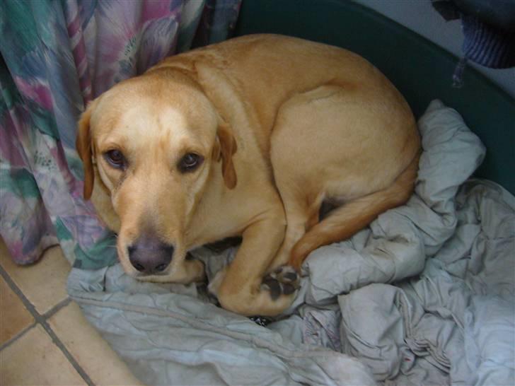 Labrador retriever FINDUS billede 6