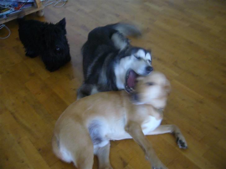 Labrador retriever FINDUS billede 8