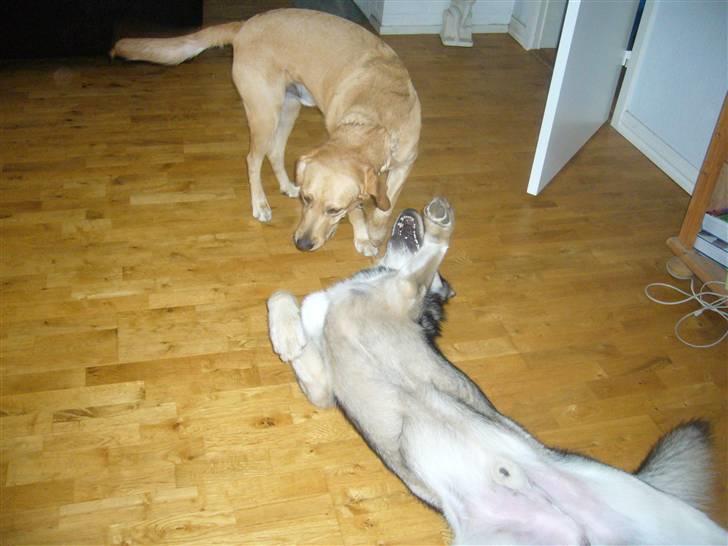 Labrador retriever FINDUS - Nu har jeg dig Cato billede 9