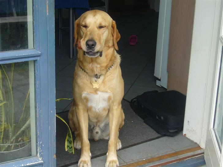 Labrador retriever FINDUS - Sider lige og kikker ud i haven billede 10
