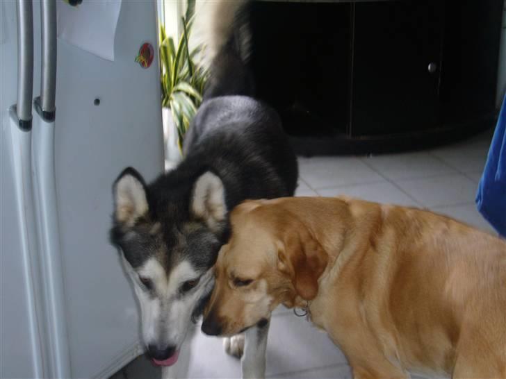 Labrador retriever FINDUS billede 11