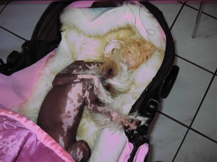 Chinese crested hårløs Dee-dee - Dee-dee i sin vogn  hun elsker den billede 8