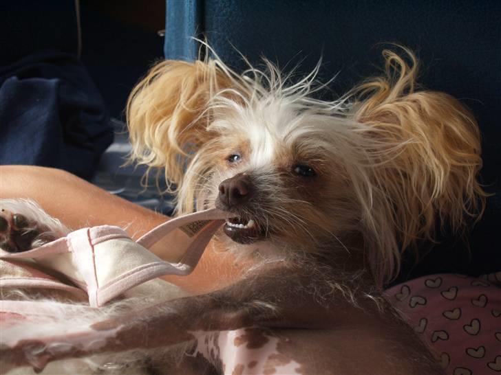 Chinese crested hårløs Dee-dee billede 9