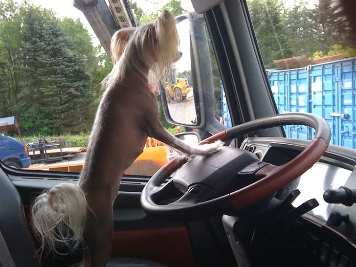Chinese crested hårløs Dee-dee - jeg kan køre lastbil  billede 10