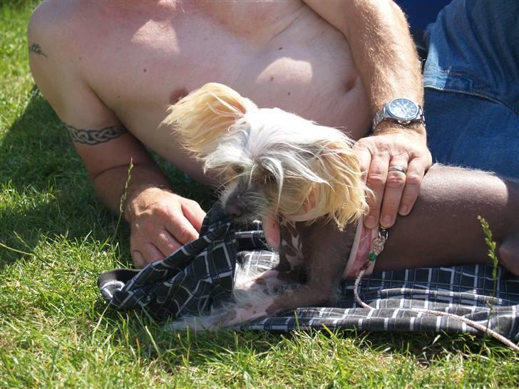 Chinese crested hårløs Dee-dee billede 11