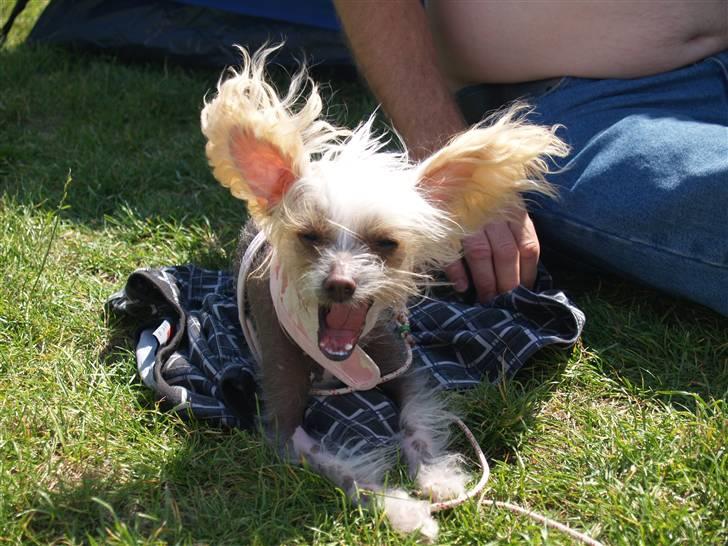 Chinese crested hårløs Dee-dee - pas på jeg er meget farlig billede 12