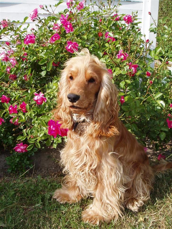 Cocker spaniel buster billede 13
