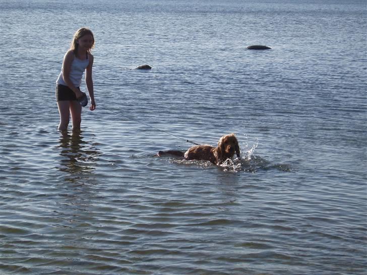 Cocker spaniel buster billede 14