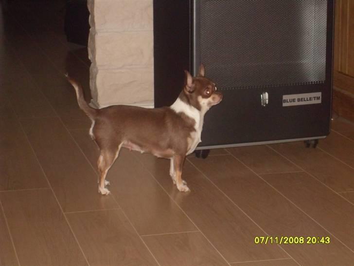 Chihuahua Hovsa's Kiwi - 2008 billede 17