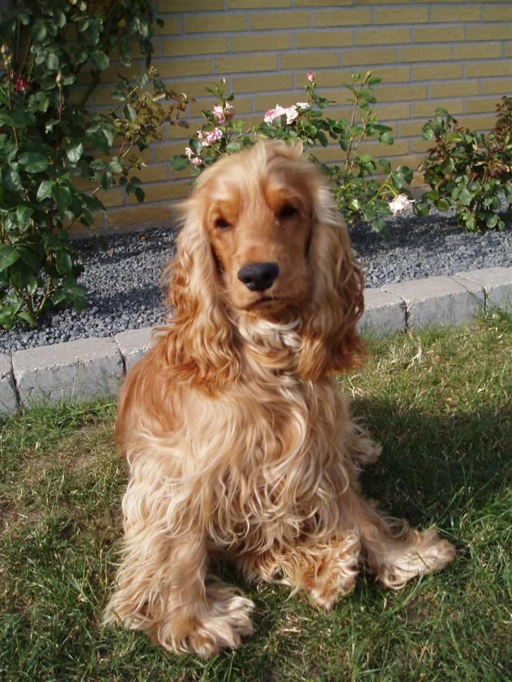 Cocker spaniel buster billede 15