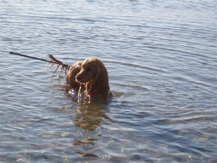 Cocker spaniel buster billede 16