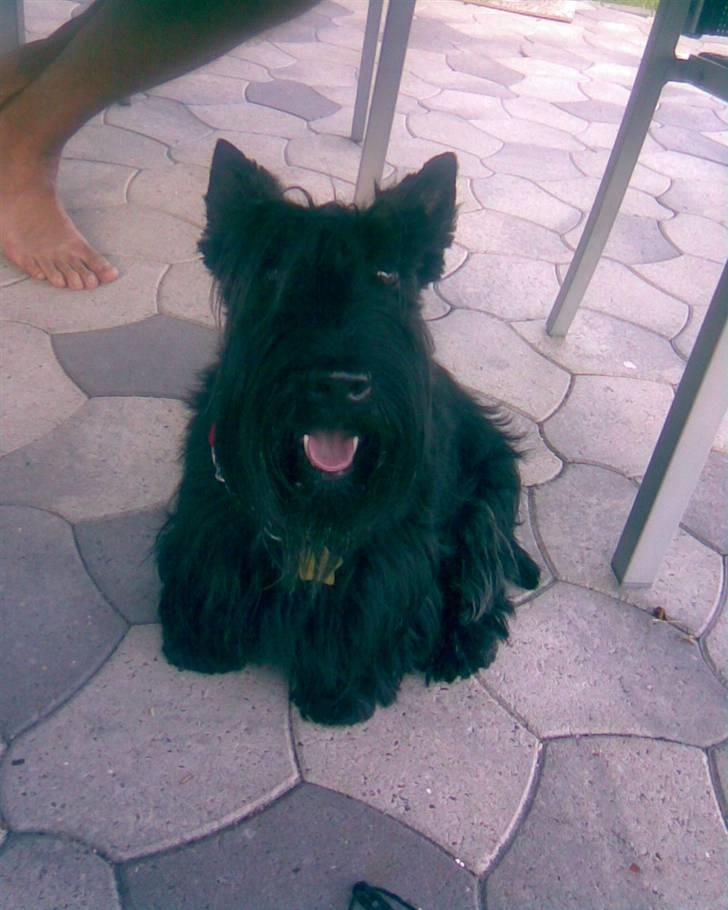 Skotsk terrier LITTLE BIG HORN´S KIMI - Sidder under bordet på terasen billede 1