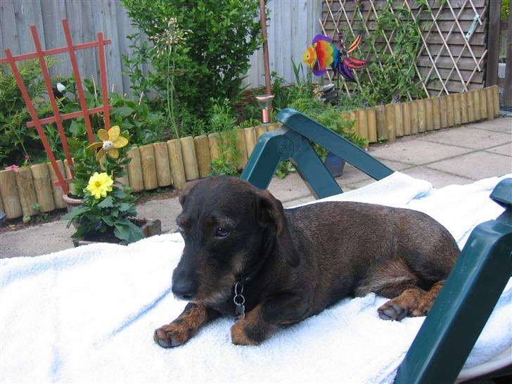 Gravhund Molly - Ja sådan slapper jeg af :-) billede 7