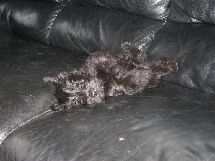 Skotsk terrier LITTLE BIG HORN´S KIMI - Det er hårdt at være hvalp billede 4