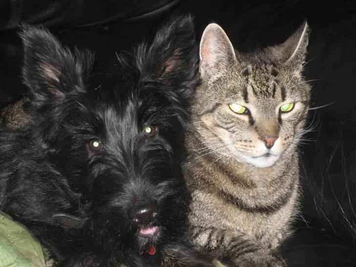 Skotsk terrier LITTLE BIG HORN´S KIMI - Katten og mig er fine venner... Den har smadder fuld af søm i vanten billede 5