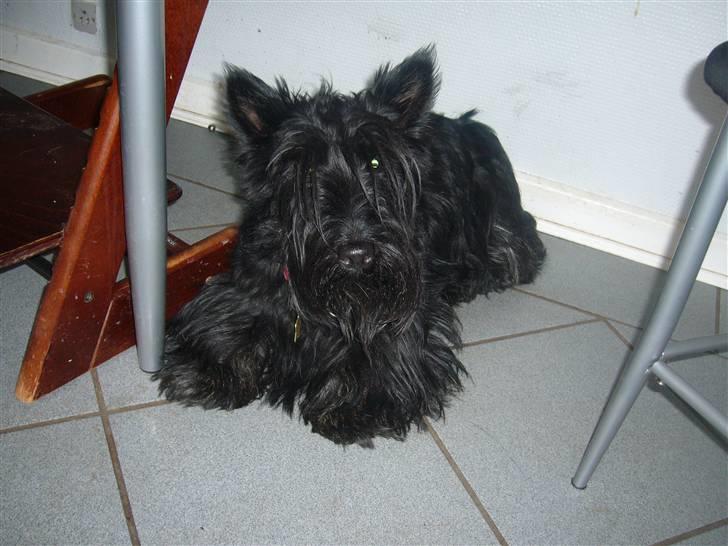 Skotsk terrier LITTLE BIG HORN´S KIMI billede 9