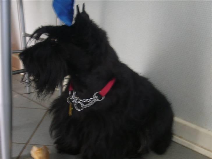 Skotsk terrier LITTLE BIG HORN´S KIMI - Så er jeg ny trimmet billede 10