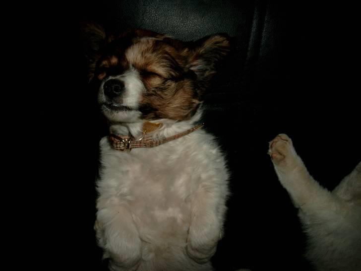 Blanding af racer Buddy Love - Mors lille baby Bubbe! billede 1