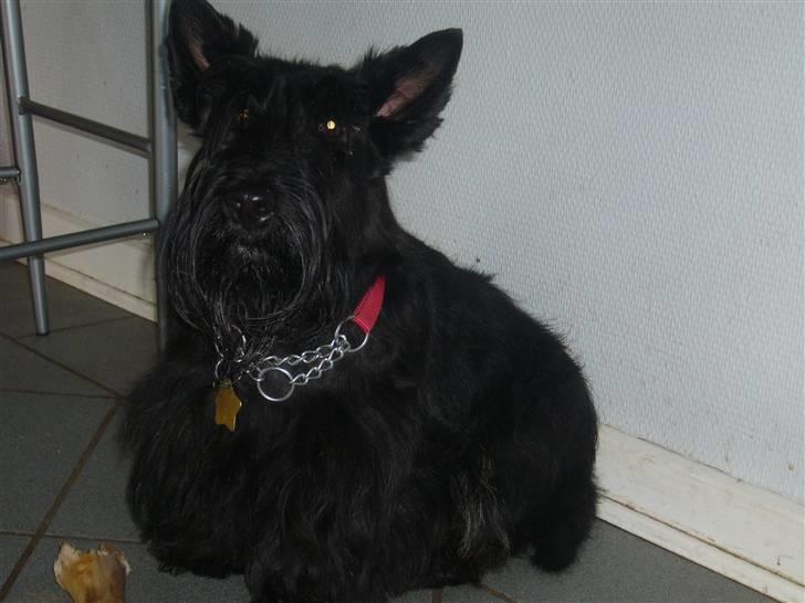 Skotsk terrier LITTLE BIG HORN´S KIMI billede 11