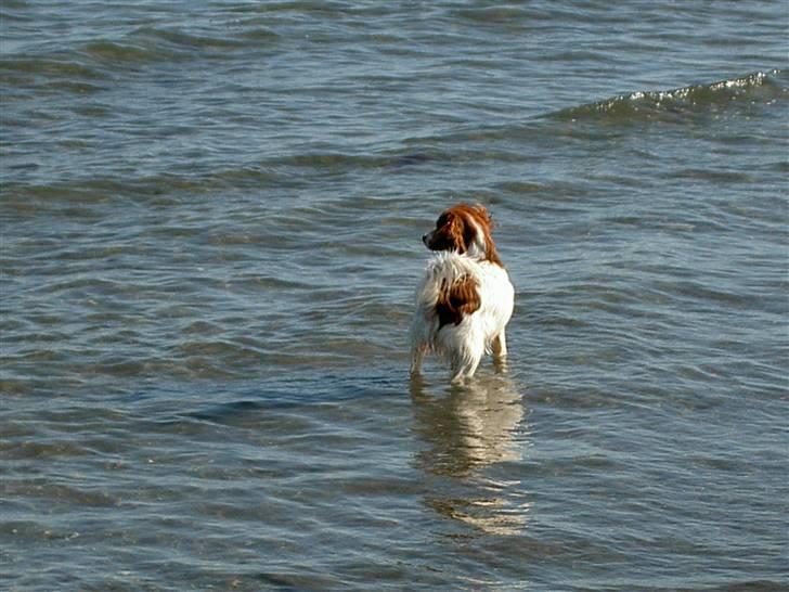 Blanding af racer Buddy Love - Vandhunden Bubbe! billede 2