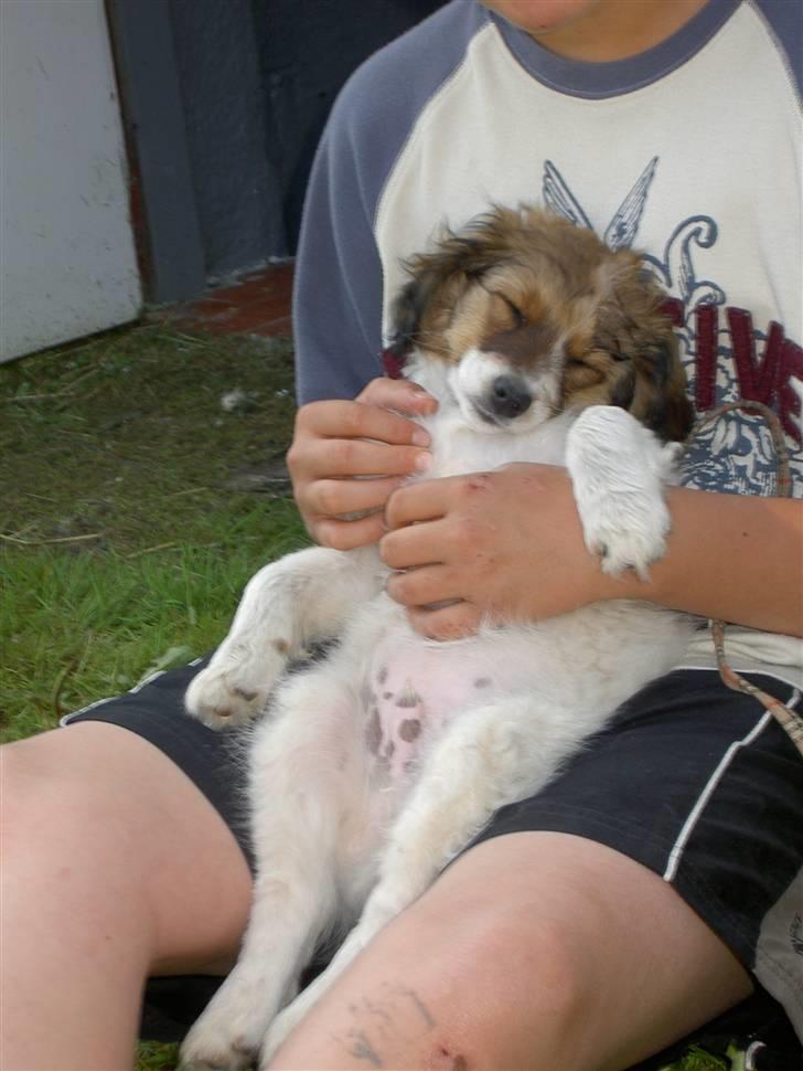 Blanding af racer Buddy Love - Det er hårdt at være med til ridestævne! billede 3