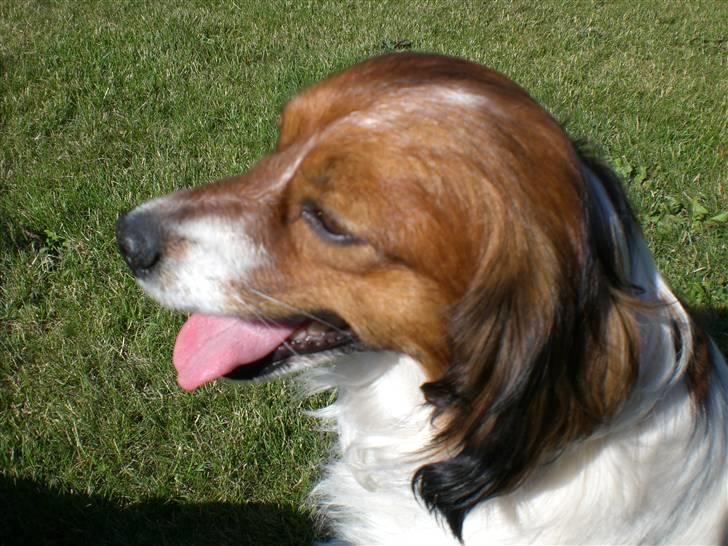 Blanding af racer Buddy Love - Mors dreng billede 4