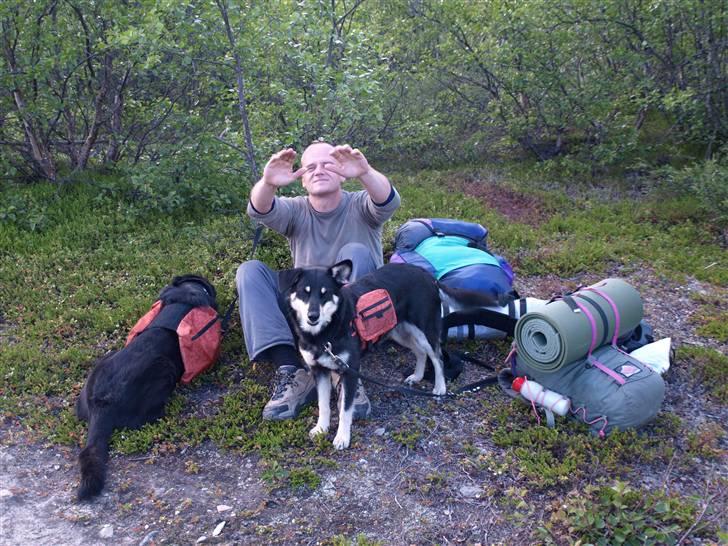 Finsk hyrdehund Fjällfarmens Kiivah - Pausetid i Abisko billede 19