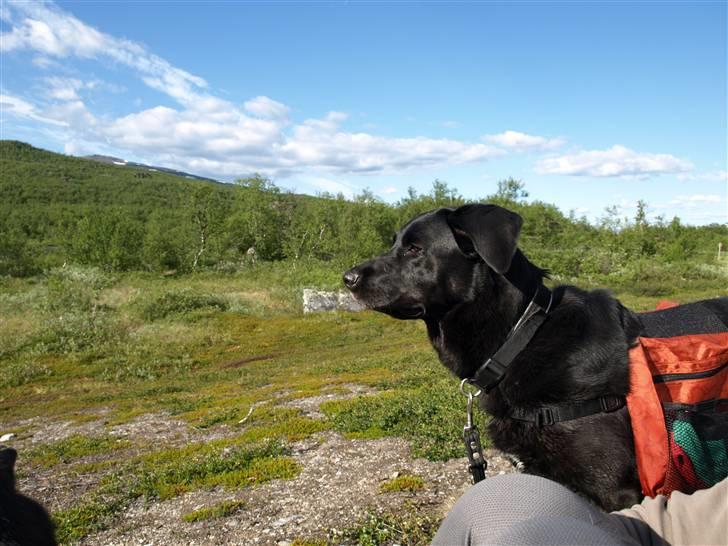 Finsk hyrdehund Fjällfarmens Kiivah - Freja i Abisko billede 20