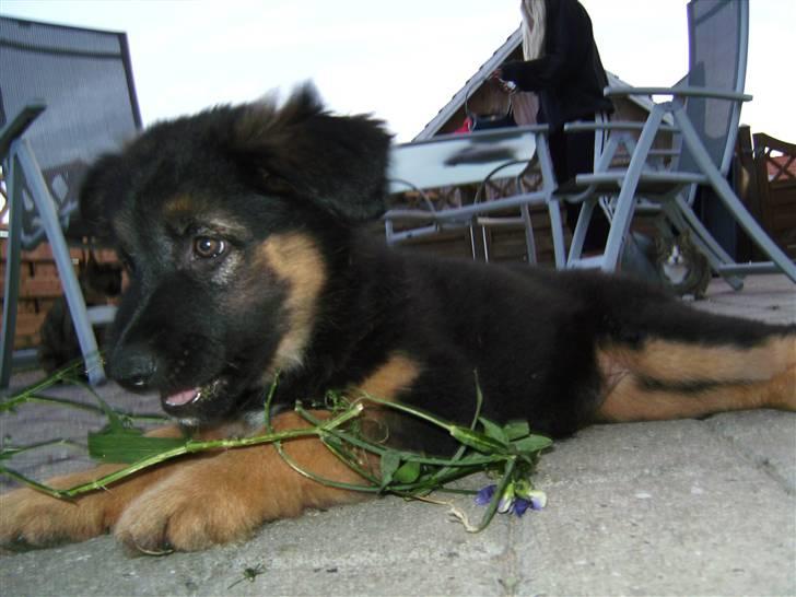 Schæferhund Nejja <3 billede 14