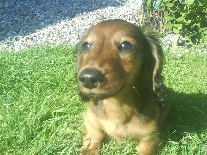 Miniature gravhund Amanda billede 1