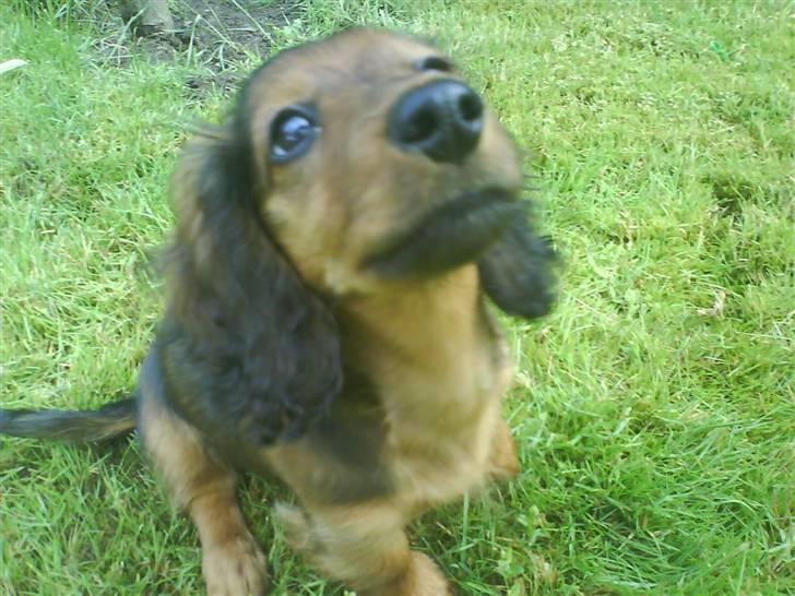 Miniature gravhund Amanda billede 2